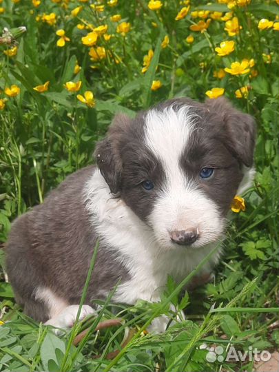 Бордер колли