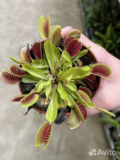 Мухоловка, непентос, саррацения. Хищник