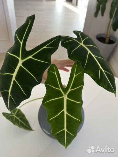 Алоказия мишольца