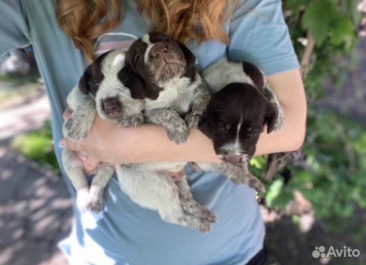 Щенки дратхаара