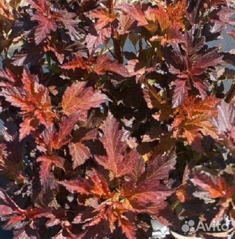 Декоративные кустарники (пузыреплодники, крушина)