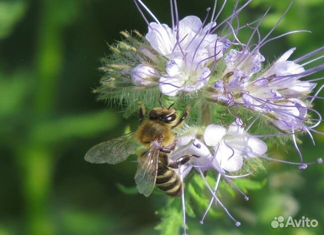 Мед 24 года натуральный оптом