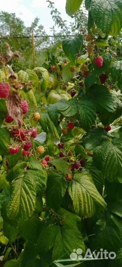 Саженцы ремонтантной малины
