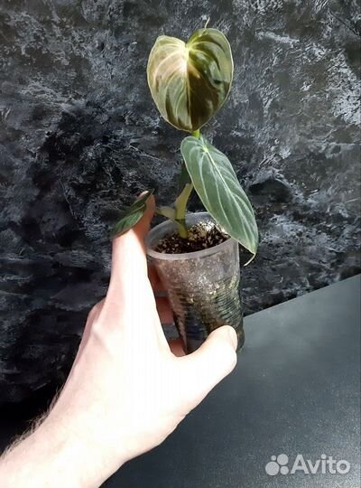 Филодендрон меланохризум