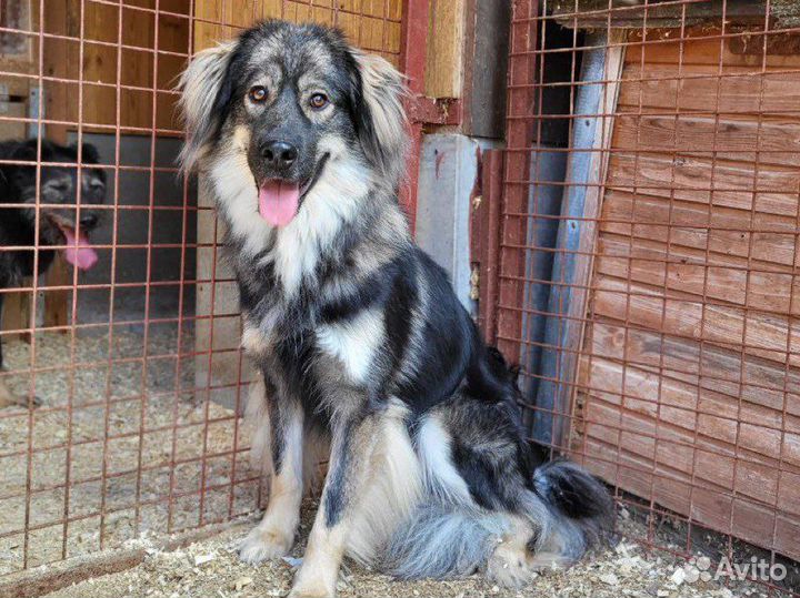 Сногсшибательно красивые собаки подростки