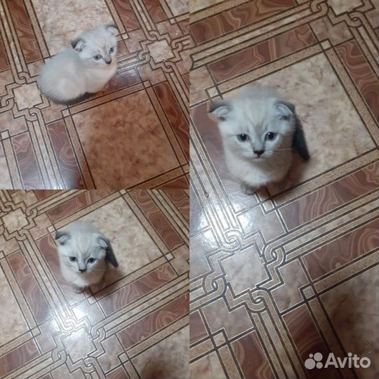 Кошки шотландцы