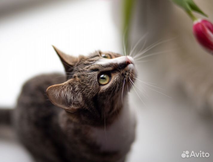 Котенок в добрые руки