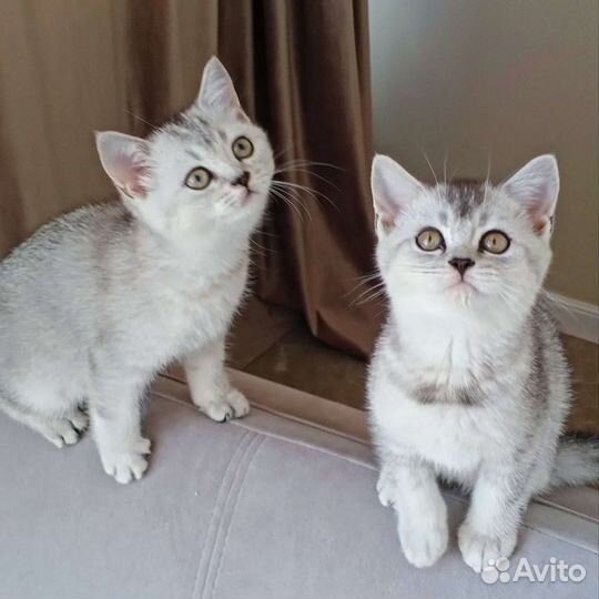 Шотландские котята