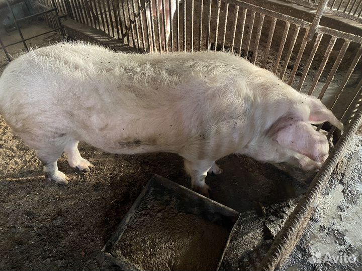 Свиноматки, хряк