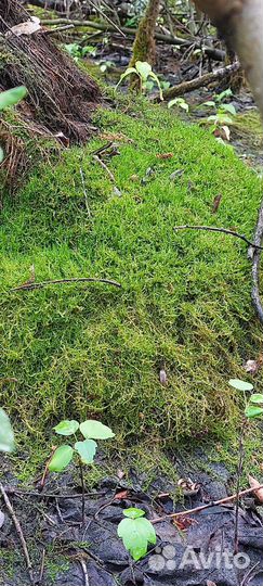 Мох плаун живой