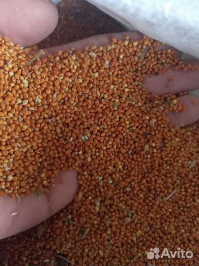 Ячмень, пшеница,овёс