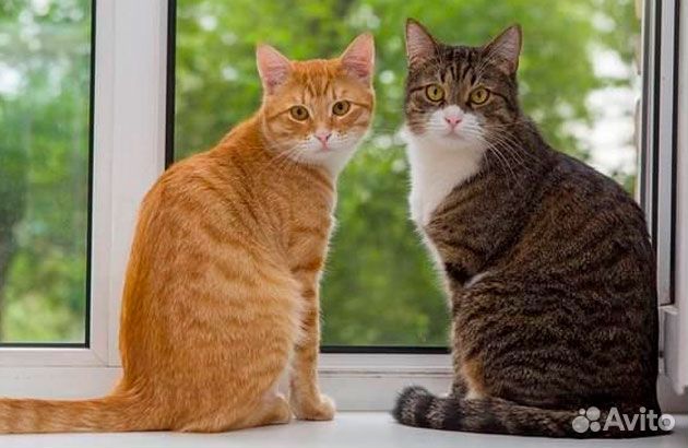 Коты кошка на передержку