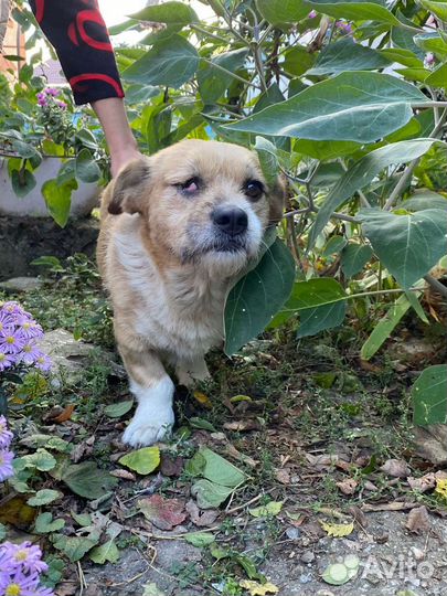 Собака в добрые руки