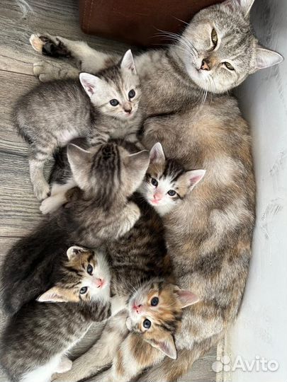 Котята в добрые руки