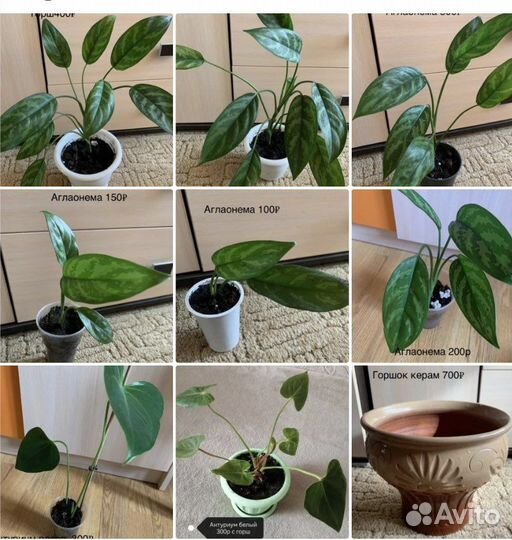 Комнатные цветы