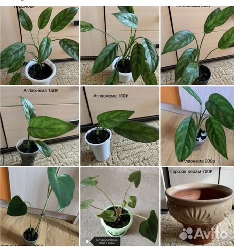 Комнатные цветы