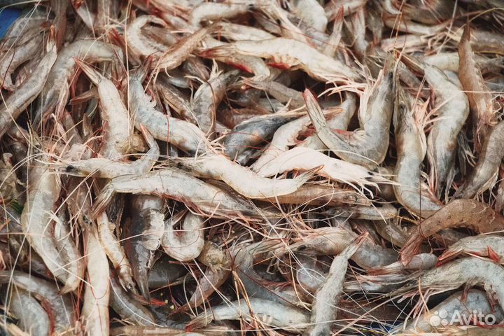 Магазин свежей рыбы плавник