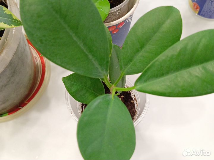 Фикус бенджамина