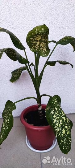 Фикус бенджамина, комнатные растения