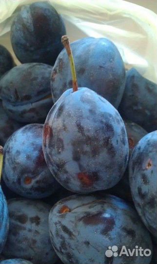 Рассада синей сливы