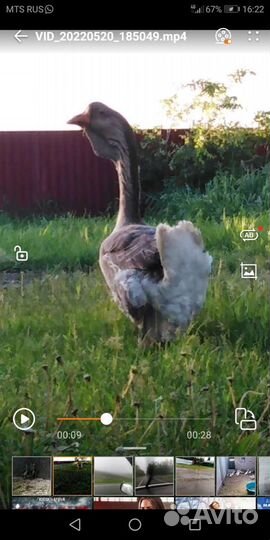 Холмогорские гусята