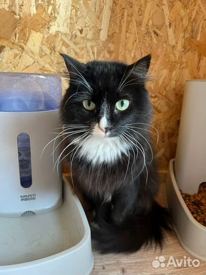 Юная красавица Асти.Приют Некрасовка.Кошечка в дар