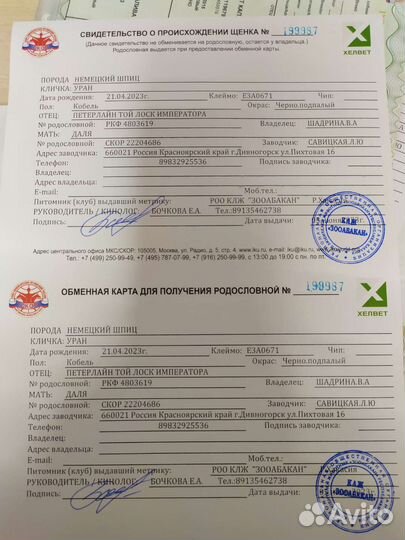 Померанский шпиц