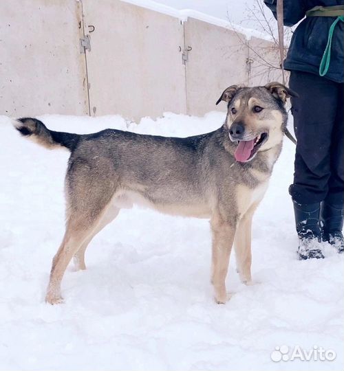 Дени - супергерой