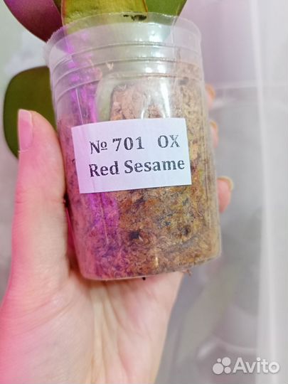 Орхидея Red Sesame