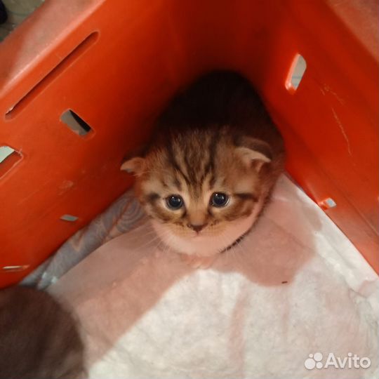 Отдам в добрые руки