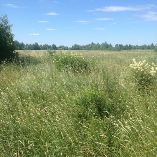 Участок 4,2 га (СНТ, ДНП)