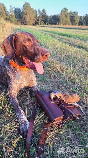 Курцхаар вязка. С отличной родословной