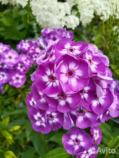 Флоксы многолетние