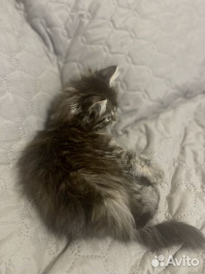 Котенок девочка в добрые руки