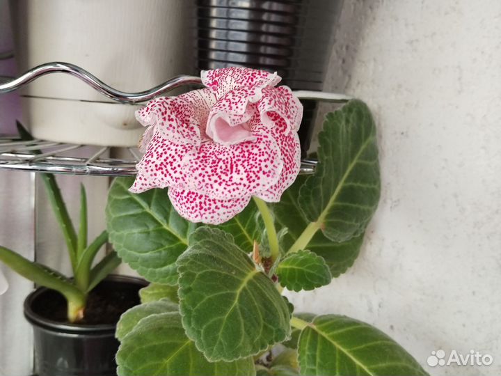 Глоксиния цветущая