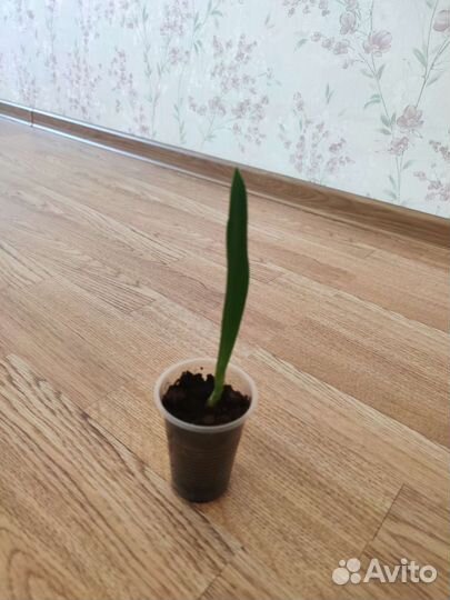 Гиппеаструм амариллис