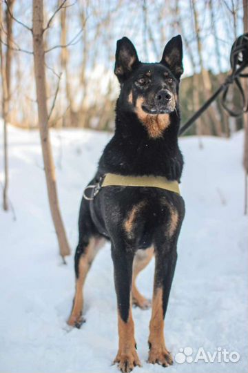 Веселый пёс в добрые руки