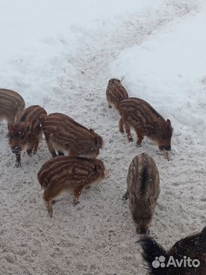 Дикие кабаны