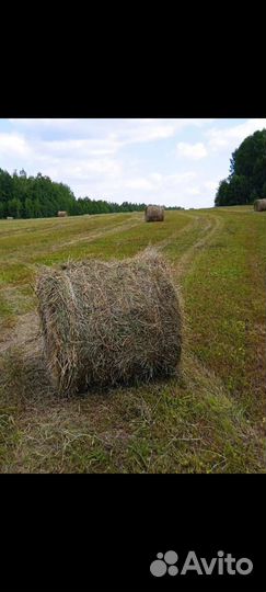 Продам сено в рулонах