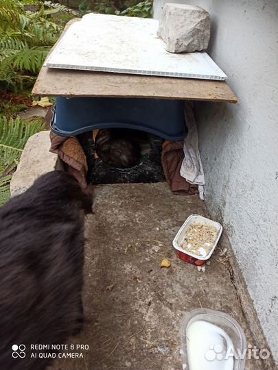 Кошка и котята