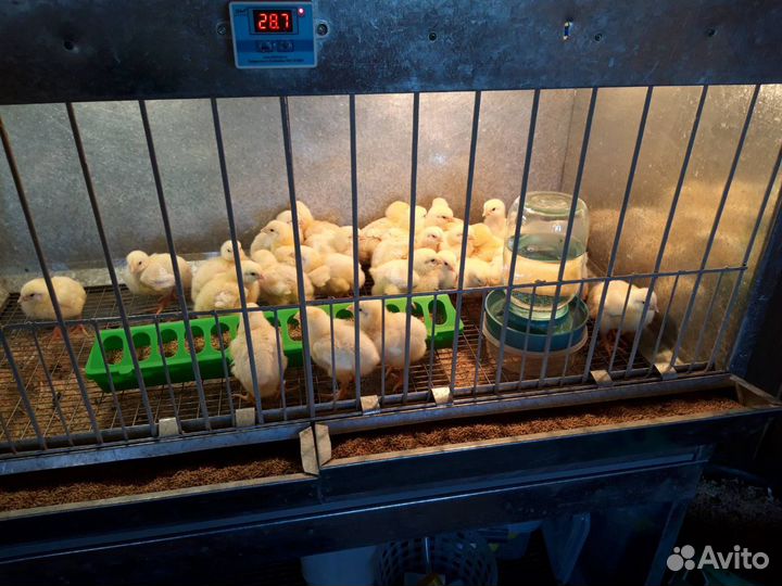 Продам индюшат