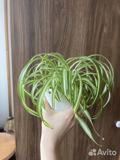 Хлорофитум