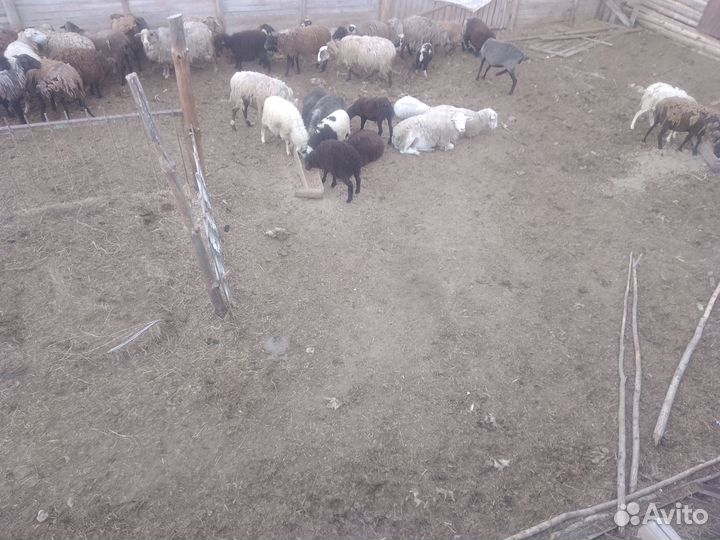 Овцы бараны