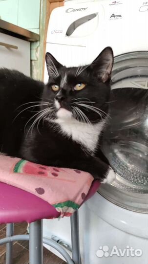 Кот ласковый