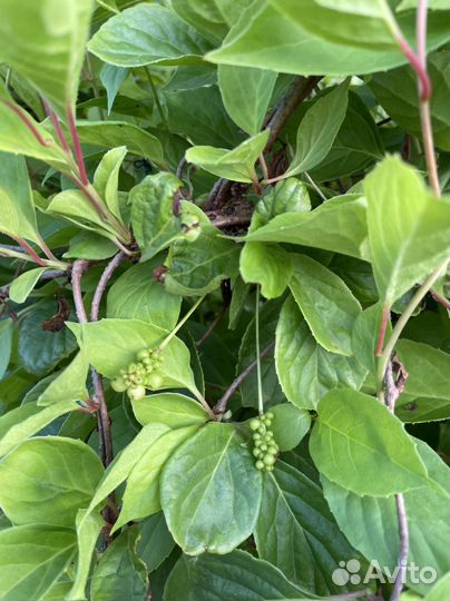 Саженцы лимонника