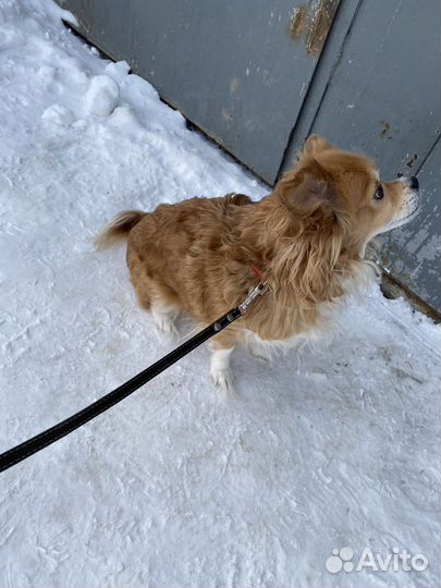Маленькая собачка