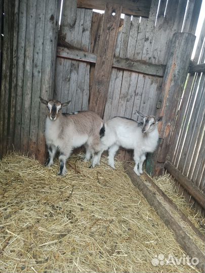 Козлята