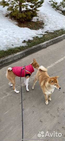 Жакет для собак
