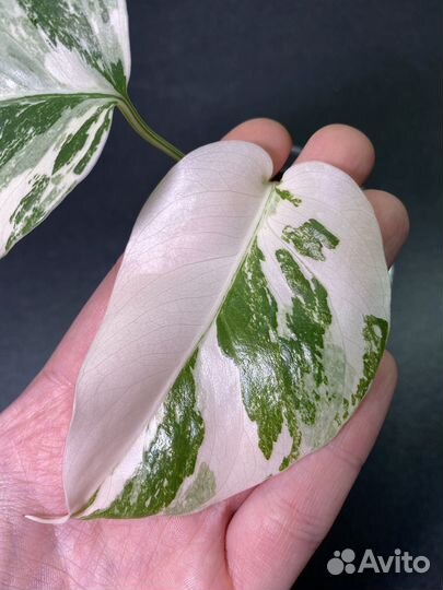 Монстера вариегатная альба