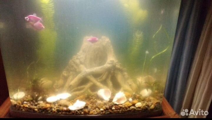 Обслуживание аквариумов и ремонт аквариумного обор